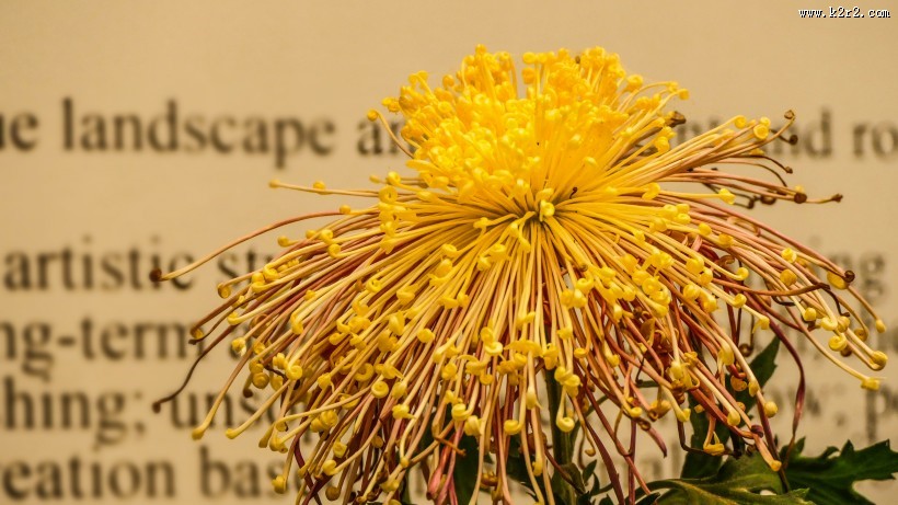 各种颜色的秋季菊花图片大全