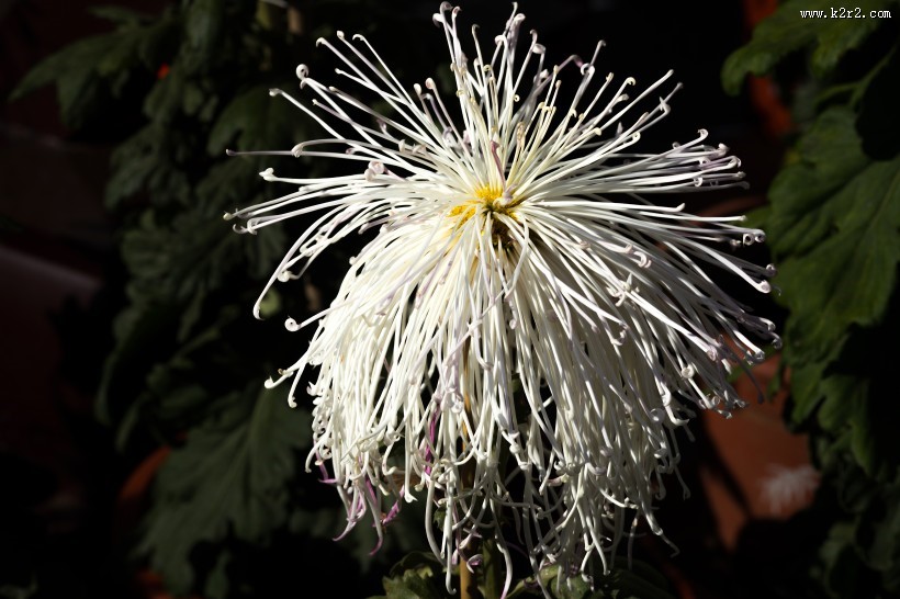 怒放盛开的菊花图片大全