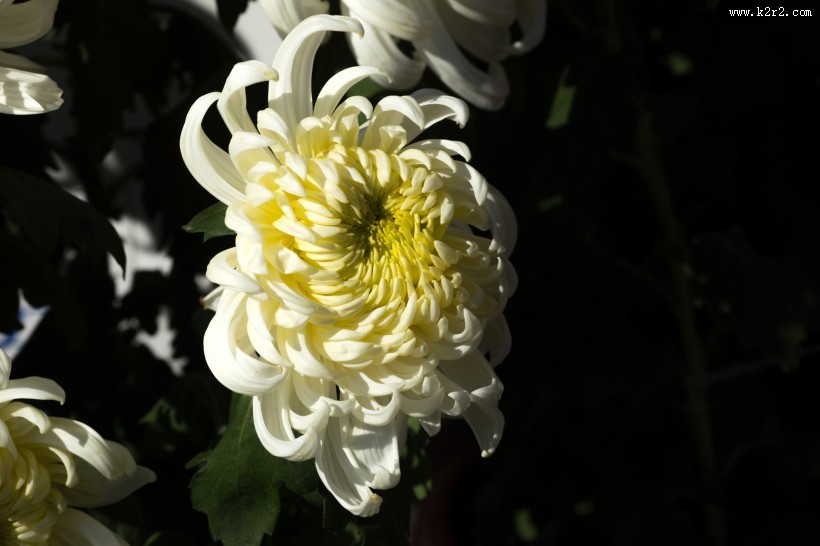 怒放盛开的菊花图片大全