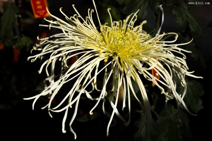 怒放盛开的菊花图片大全