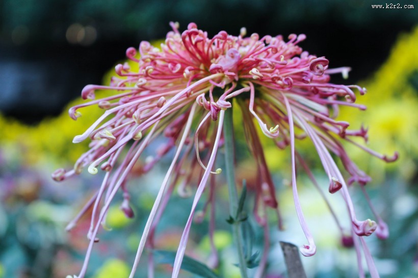 怒放盛开的菊花图片大全