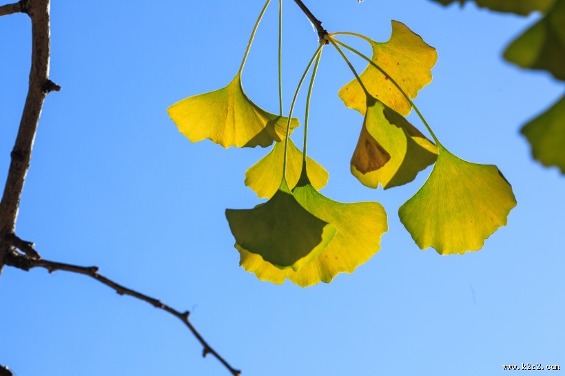 秋天如金色蝴蝶的银杏叶图片大全