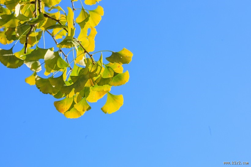 秋天如金色蝴蝶的银杏叶图片大全