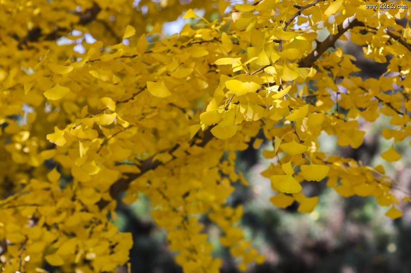 秋天如金色蝴蝶的银杏叶图片大全
