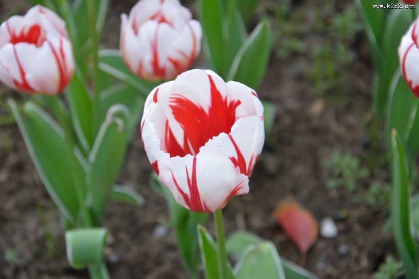 各种颜色的艳丽郁金香图片