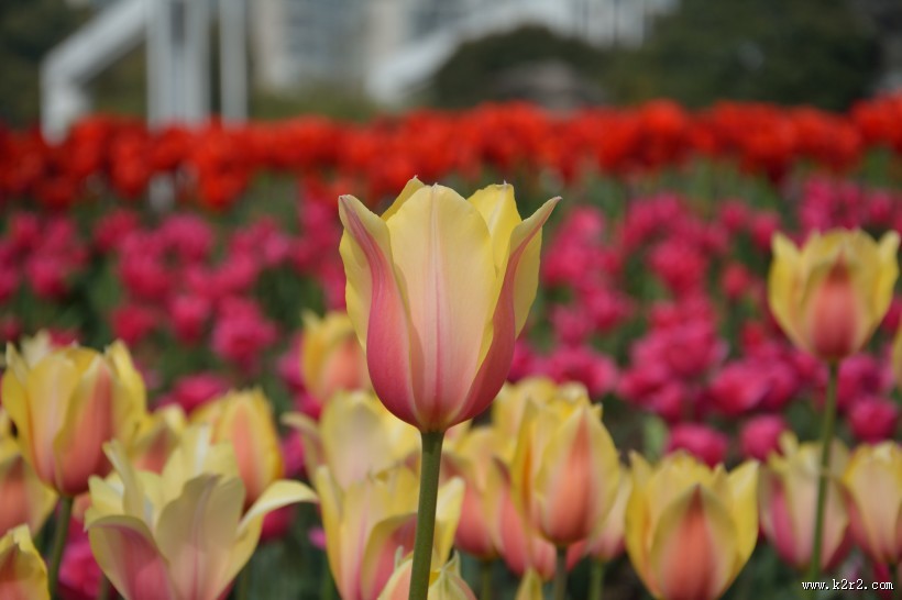 各种颜色的艳丽郁金香图片