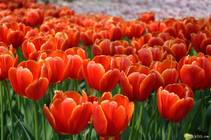 各种颜色的艳丽郁金香图片