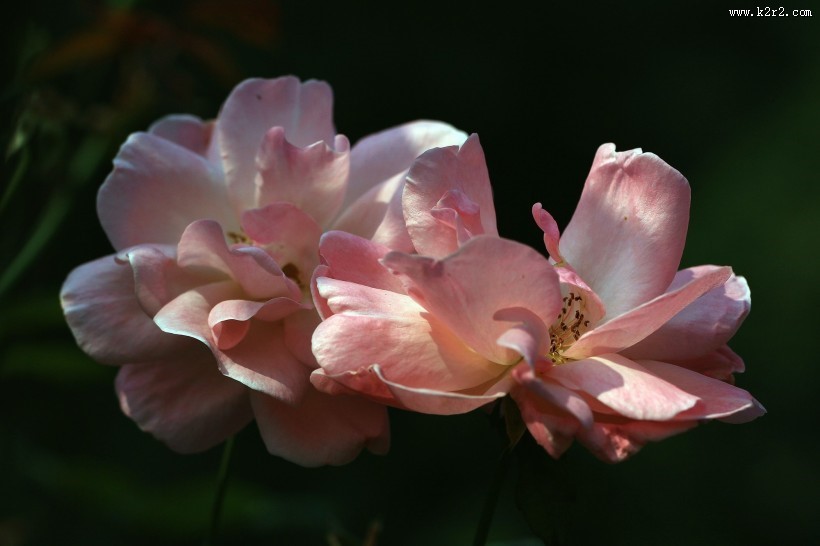 月季花图片大全