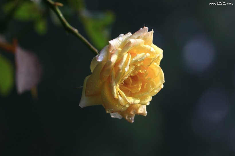 月季花图片大全