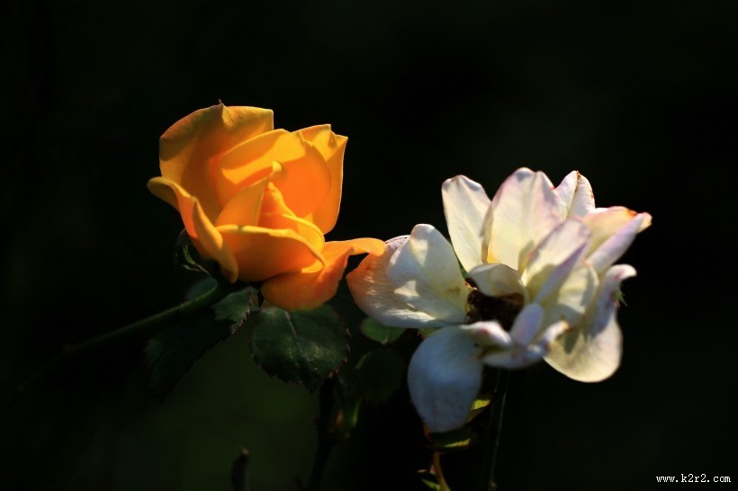 月季花图片大全