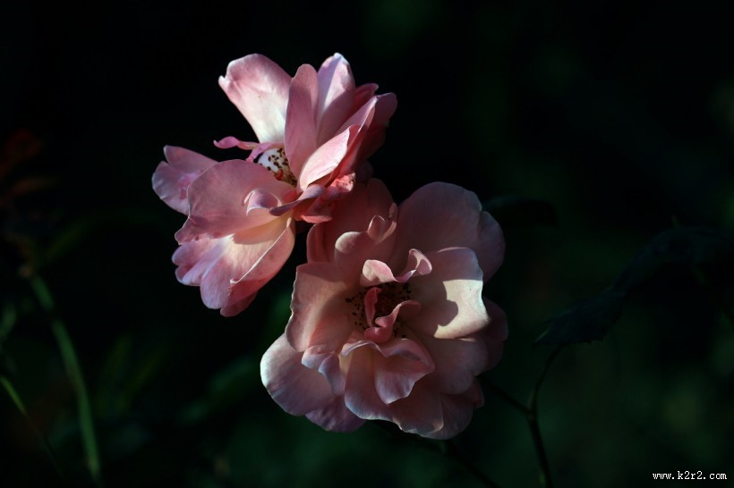 月季花图片大全