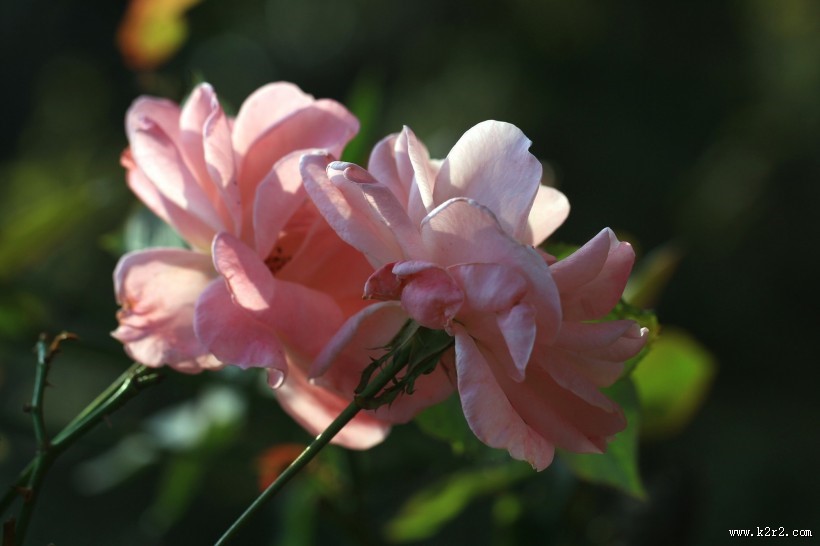 月季花图片大全