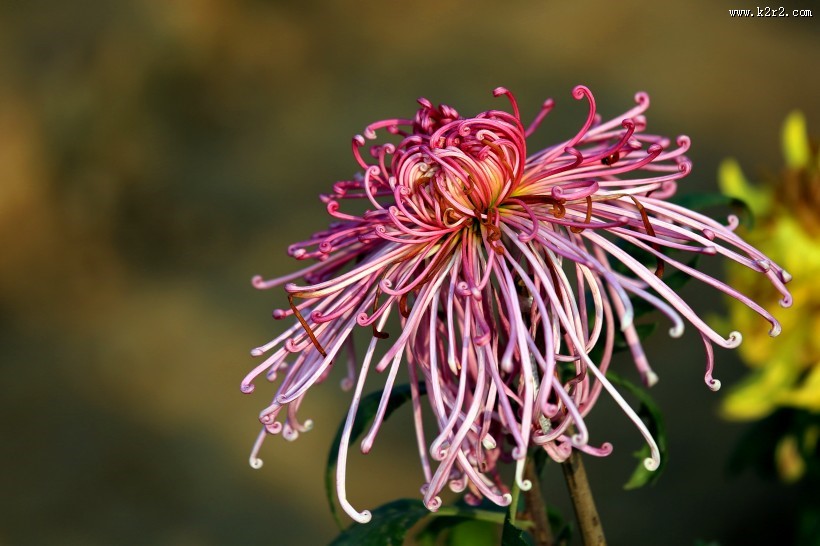 怒放的菊花图片