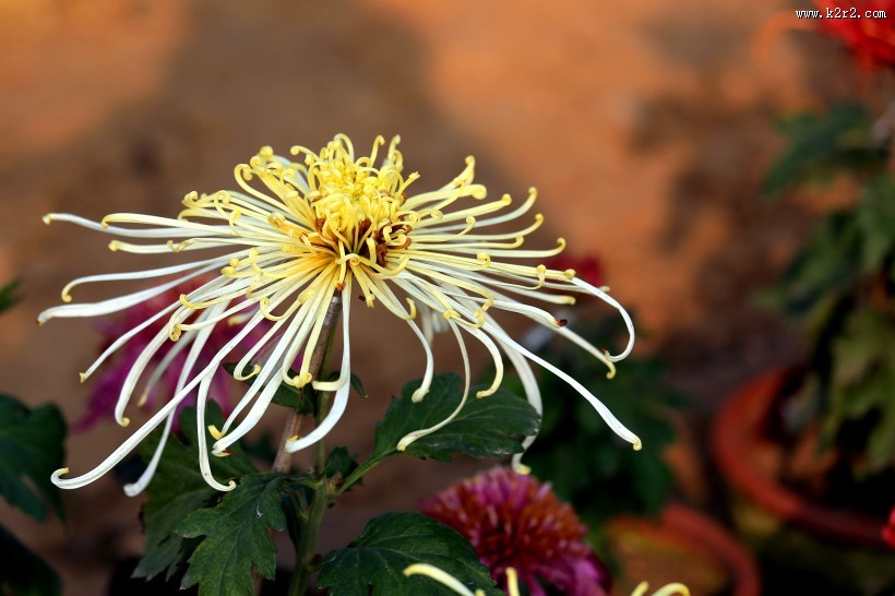 怒放的菊花图片