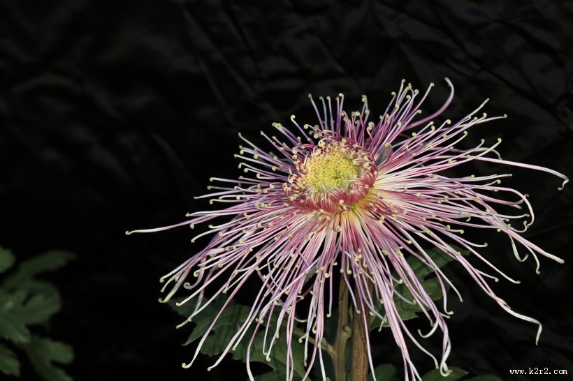 怒放的菊花图片