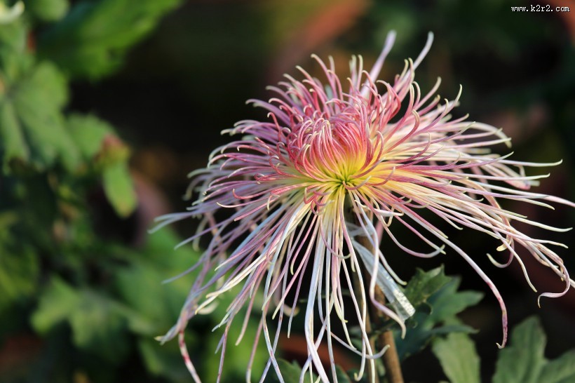 怒放的菊花图片