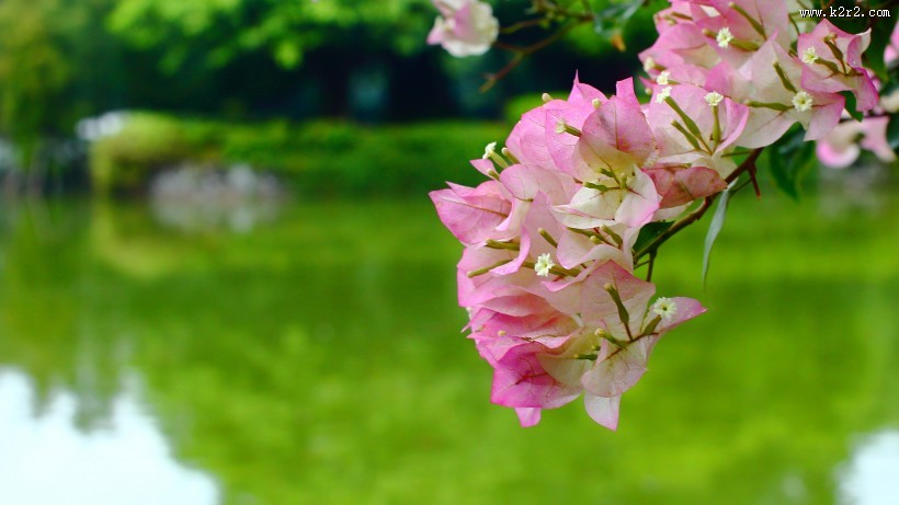 美丽勒杜鹃图片