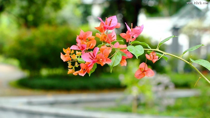 美丽勒杜鹃图片