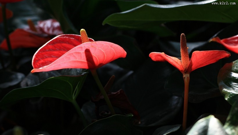 火红的红掌花图片