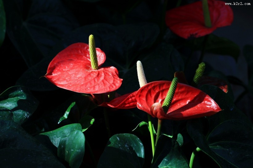 火红的红掌花图片