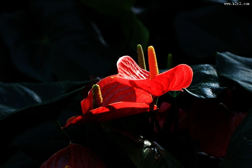 火红的红掌花图片
