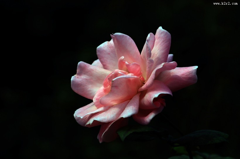 深秋的月季花图片