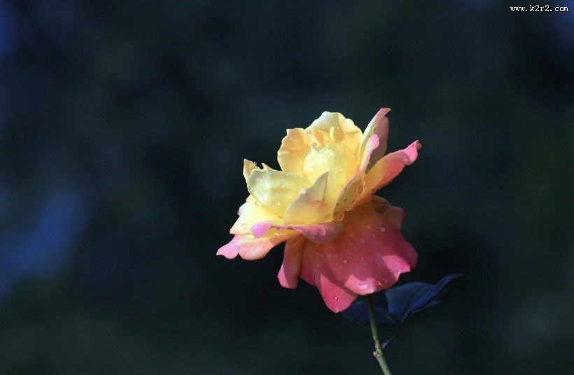 深秋的月季花图片