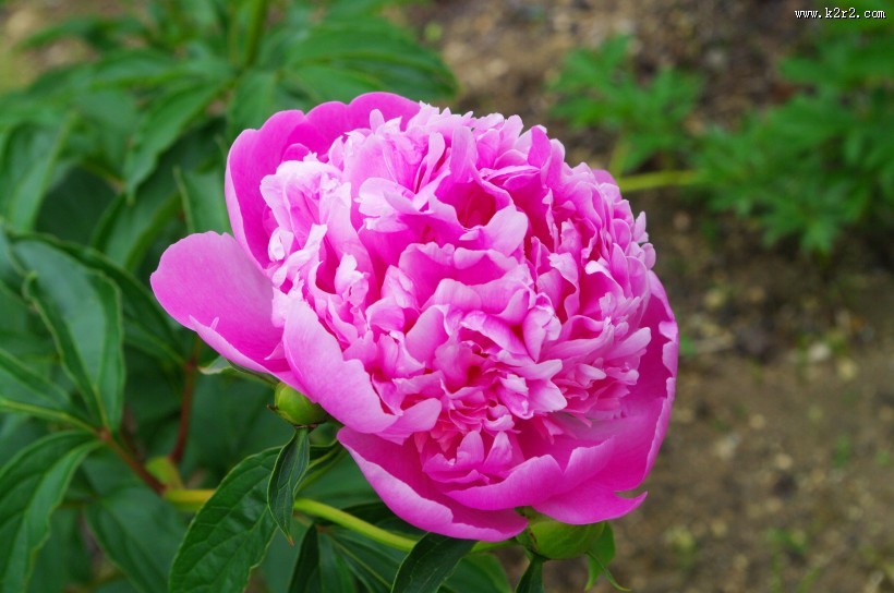 粉红色的牡丹图片