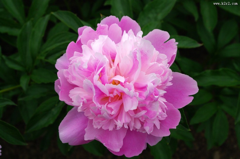 粉红色的牡丹图片