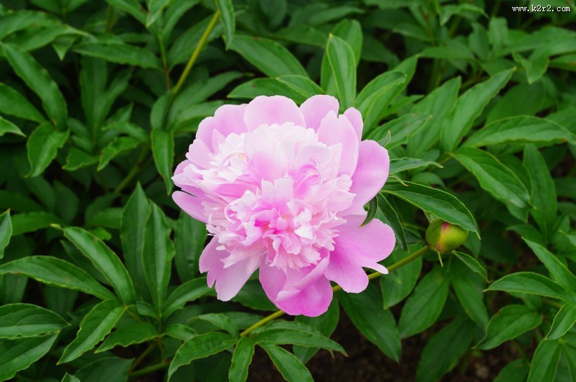 粉红色的牡丹图片