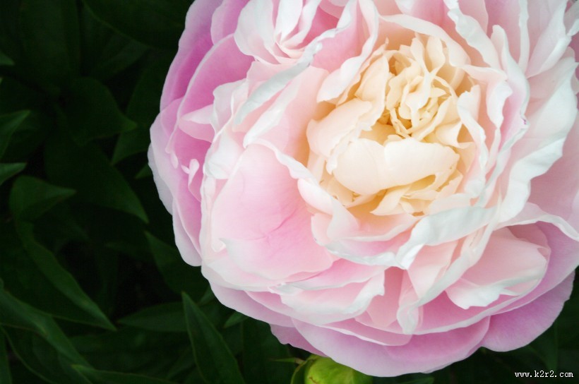 粉红色的牡丹图片