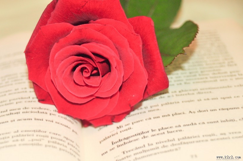英语书上的红色玫瑰花图片