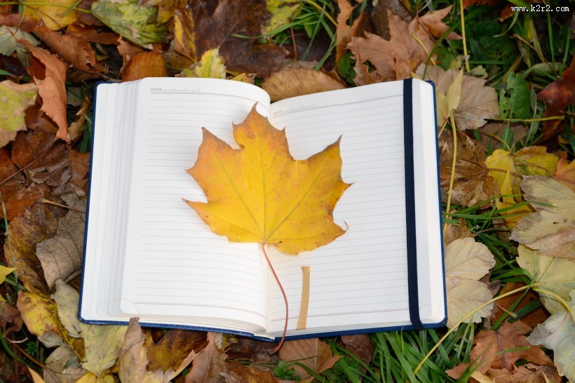 笔记本上的一片枫叶图片
