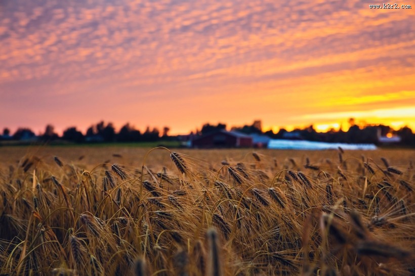 金黄色的稻谷图片