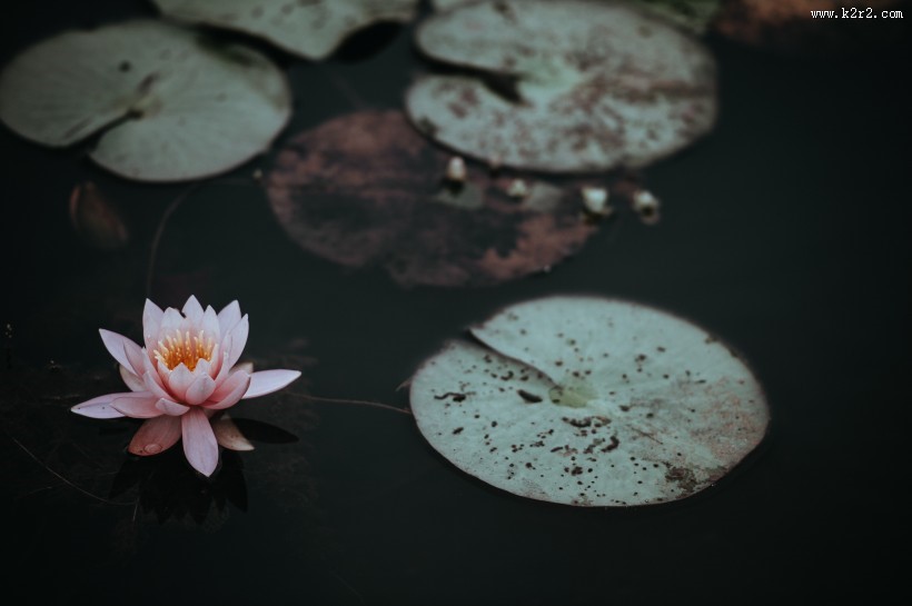 淡雅清新的莲花图片