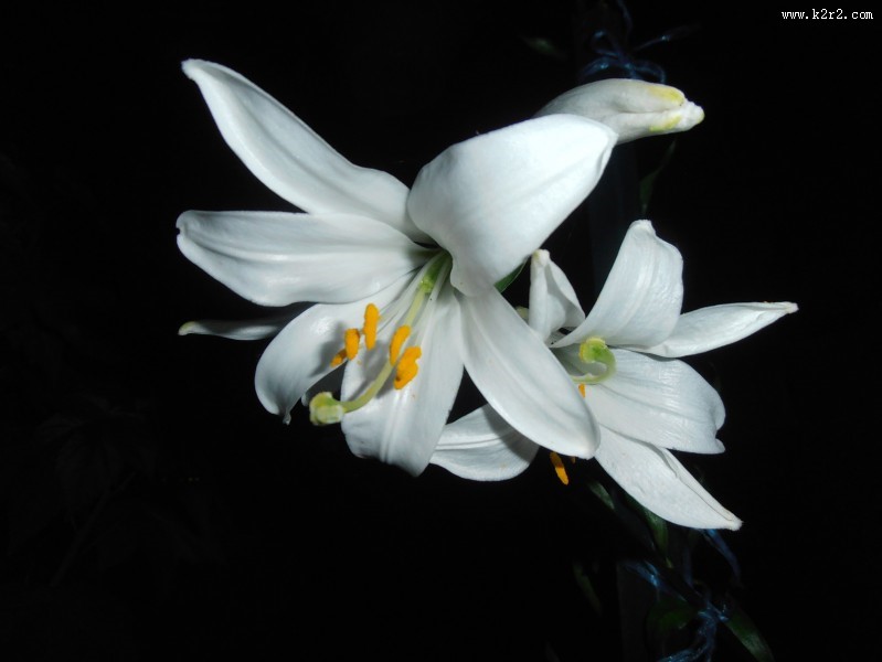 淡雅的白色百合花图片大全