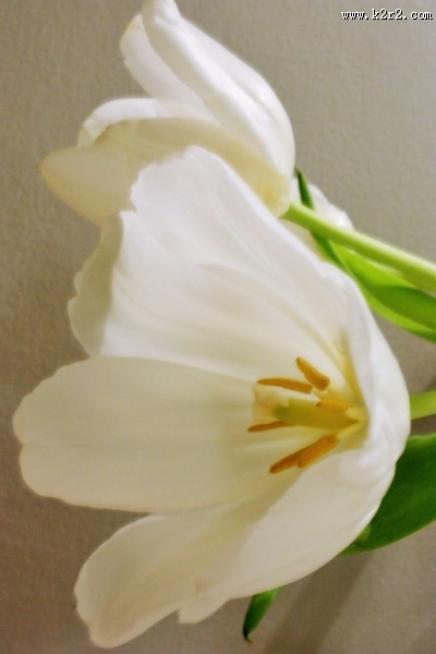 淡雅的白色百合花图片大全