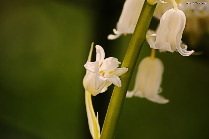 淡雅的白色百合花图片大全