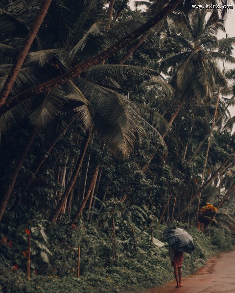 低海拔生长的椰子树图片