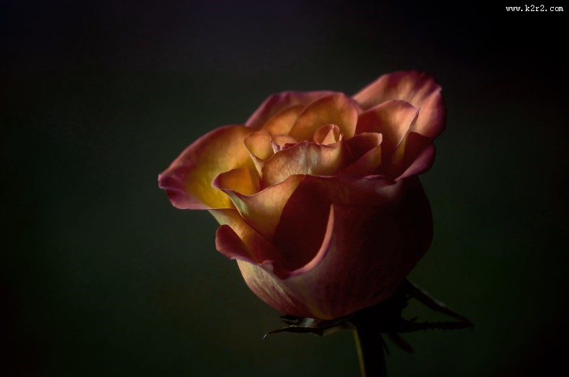 鲜艳的红玫瑰图片