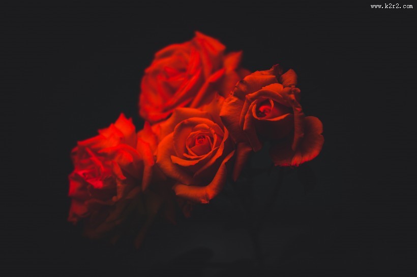 鲜艳的红玫瑰图片
