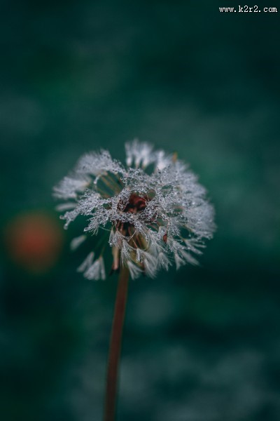 白色的蒲公英图片