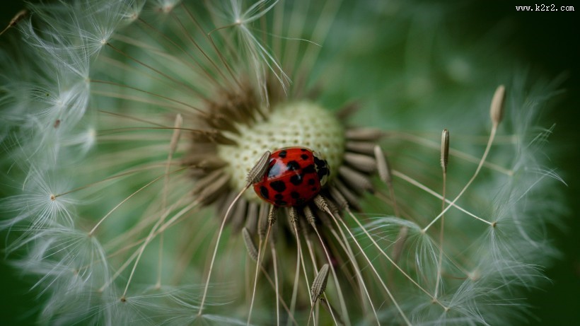 白色的蒲公英图片