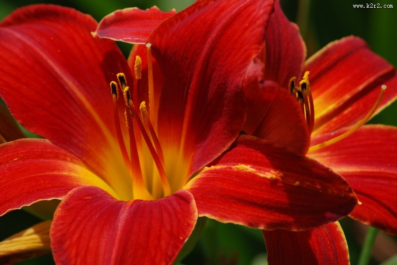 美丽的百合花图片