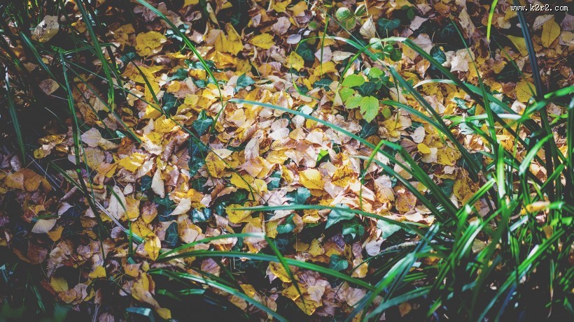 散落满地的枫叶图片