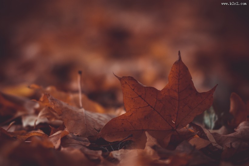 散落满地的枫叶图片