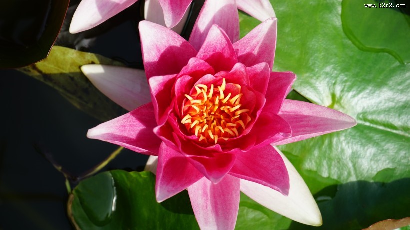 一朵粉红色的荷花图片