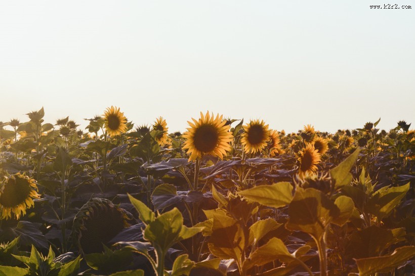 绽放的向日葵图片大全