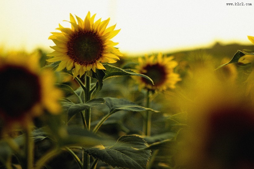 绽放的向日葵图片大全