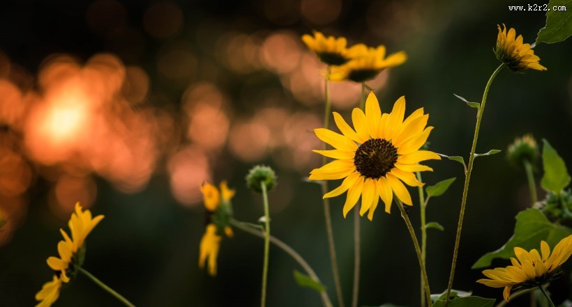 绽放的向日葵图片大全